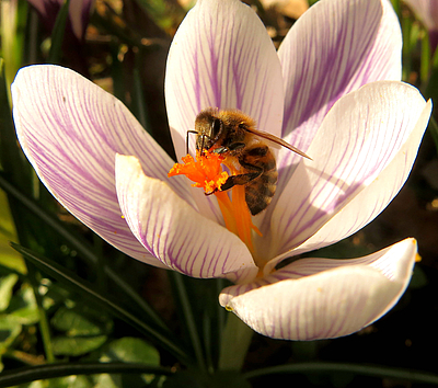 Eine Biene sitzt auf einem Krokus -- © Frie-de / ÖDP