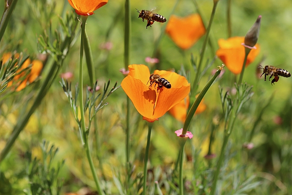 Bienen Gold Mohn Blumen