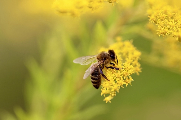 Symbolbild: Biene auf Blume
