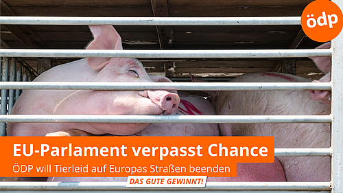 Schweinetransport, gequälte Tiere in LKW, hinter Gittern