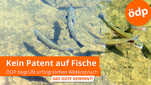 Regenbogenforellen im klaren Wasser
