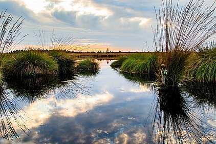 Hochmoor - Sumpf