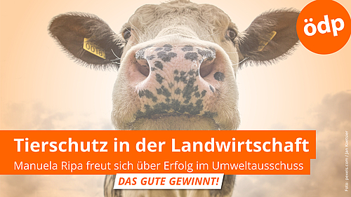 Tierschutz in der Landwirtschaft - Manuela Ripa freut sich über Erfolg im Umweltausschuss