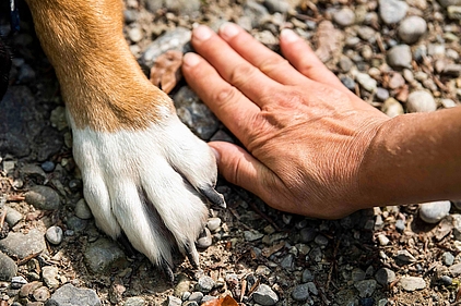 Pfote und Hand