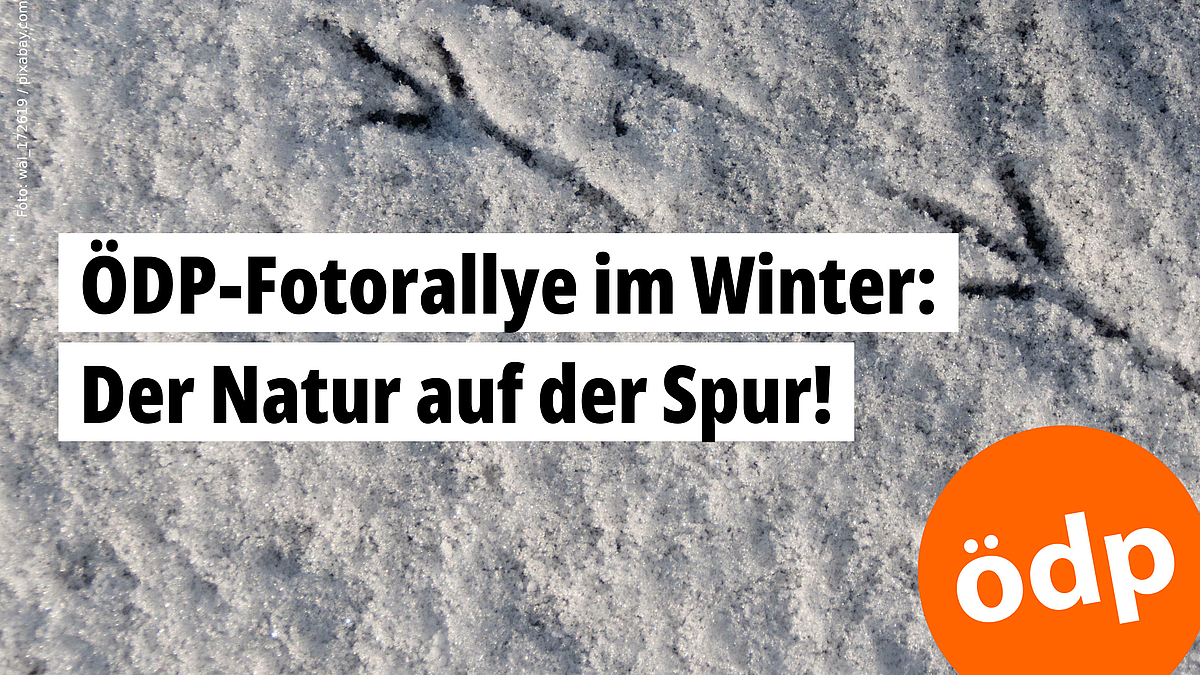 ÖDP-Fotorallye im Winter: Der Natur auf der Spur! -- Foto: wal_172619 / pixabay.com ÖDP-Fotorallye im Winter: Der Natur auf der Spur! -- Foto: wal_172619 / pixabay.com