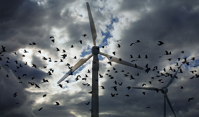 Vogelschwarm an Windrad-Rotoren