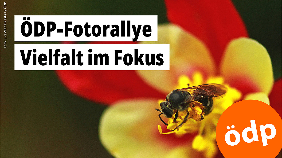 ÖDP-Fotorallye - Vielfalt im Fokus