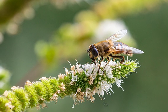 Insekt sammelt Nahrung an Blüte