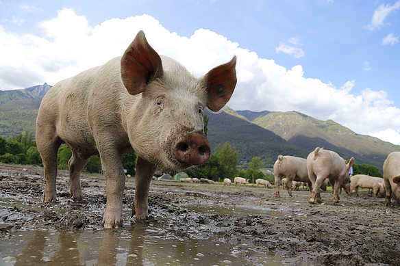 Schwein auf Weide