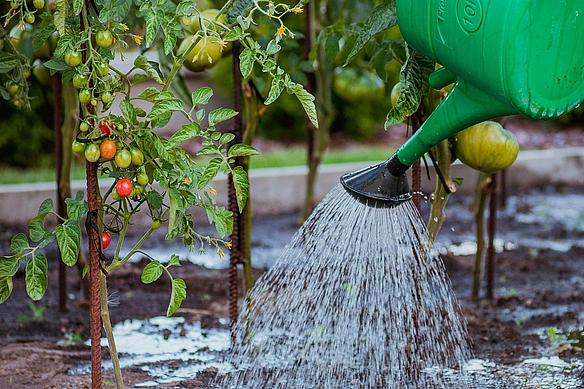 Gießkanne bewässert Tomatenbeet