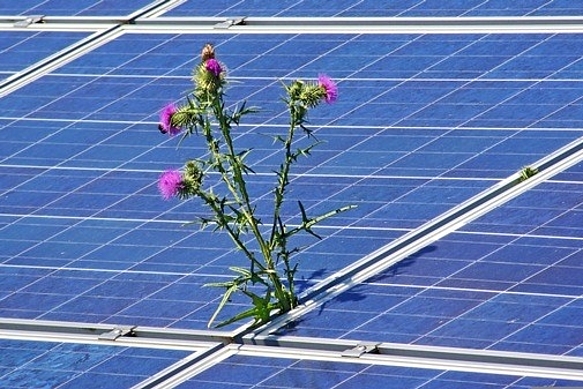 PV mit Pflanze
