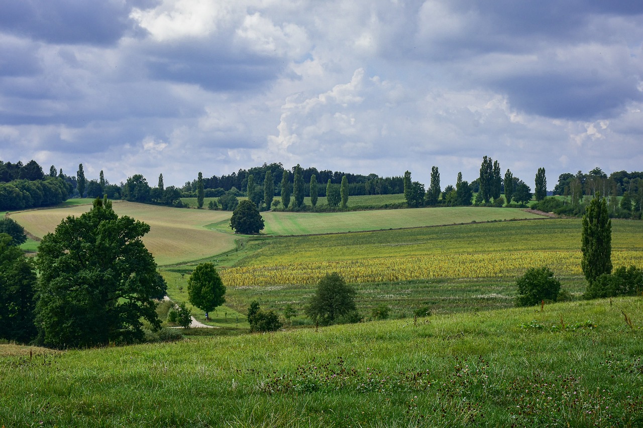 Wiese -- Foto: pixabay.com/RitaE