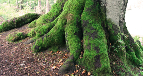 Baum im Wald Baum im Wald
